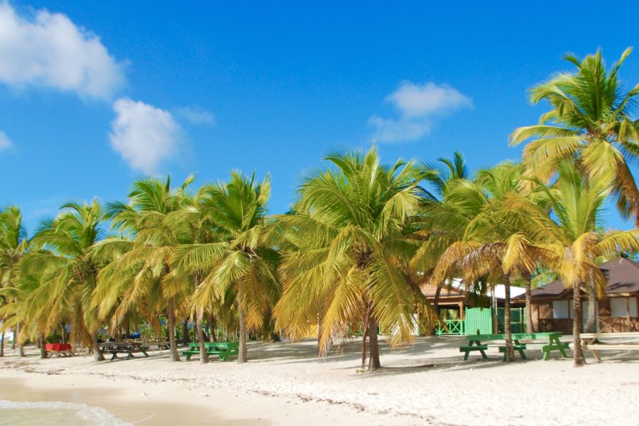 Discover Isla Saona: Open Bar, Pristine Waters & a Tasty Lunch